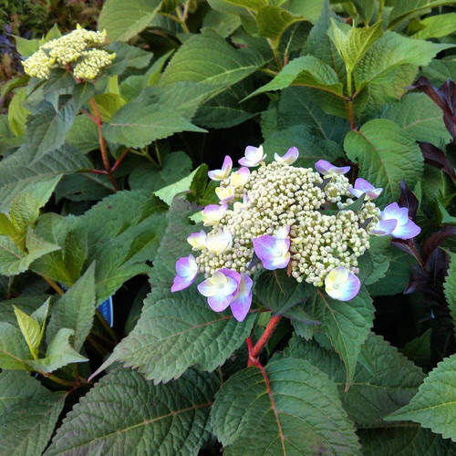 Hortensja ogrodowa (Hydrangea) Twist and Shout - Endless Summer sadzonka 5