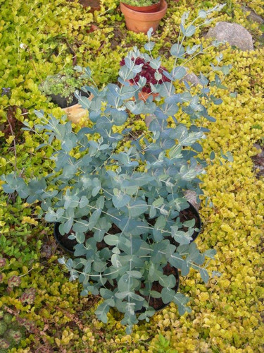 Eukaliptus niebieski (Eukaliptus gunnii) sadzonka 50-70cm 6