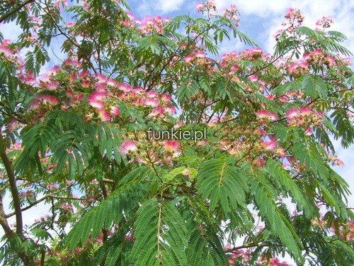 Albicja (Albizia julibrissin) jedwabne drzewo 50 cm 3
