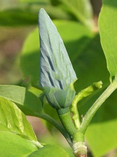 Magnolia Blue Opal c5 40-50cm 2