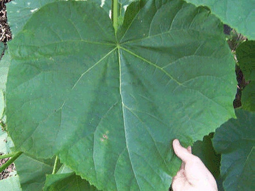 Paulownia puszysta (Paulownia tomentosa) sadzonka 5