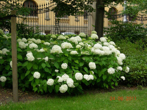 Hortensja drzewiasta (Hydrangea arbor.) Annabelle c3 4