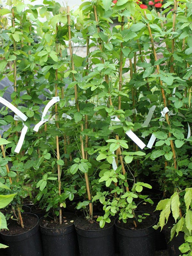 Akebia pięciolistkowa (Akebia quinata) Variegata c2 80-100cm 5