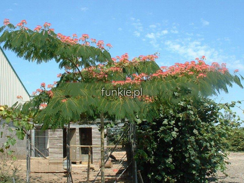 Albicja (Albizia julibrissin) jedwabne drzewo 50 cm 5