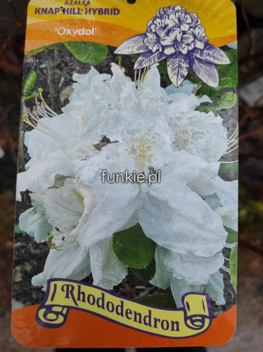 Azalia wielkokwiatowa (Azalea) Oxydol-biała c3 60-70 cm 1