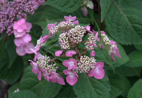 Hortensja ogrodowa (Hydrangea) Twist and Shout - Endless Summer sadzonka 3