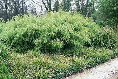 Bambus mrozoodporny Fargesia rdzawa, rozłożysta (Fargesia rufa) c5 50-70cm 1