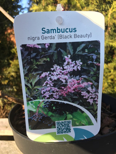 Bez czarny (Sambucus nigra) Black Beauty syn. Gerda c3 20-30cm 6