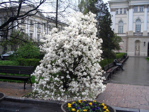 Magnolia gwiaździsta biała (Magnolia stellata) c2 80-100cm 5