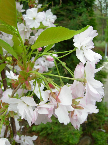 wiśnia piłkowana - Prunus serrulata  Amanogawa 60-70 cm 6