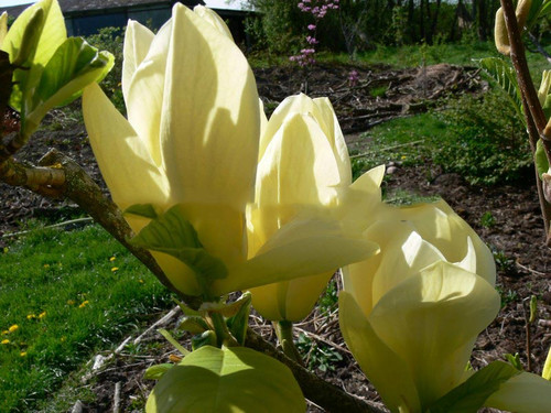 magnolia Yellow Rivercytrynowe kwiaty 130-140 cm poj. 5-litr