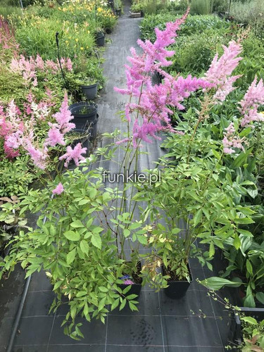 Tawułka japońska (Astilbe japonica) Amethyst c2 5