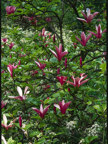 Magnolia purpurowa Nigra c2 70-90cm 6