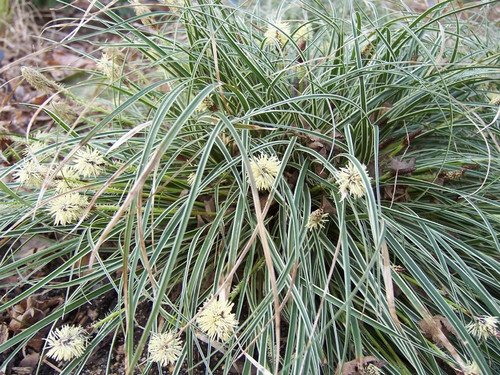 Turzyca stożkowata (Carex conica) Snowline sadzonka 5