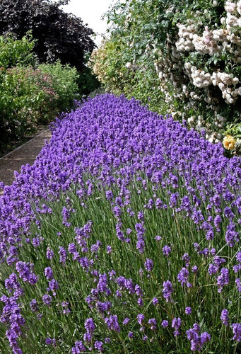 Lawenda wąskolistna (Lavendula angustifolia) Dark Hidcote Blue sadzonka 6