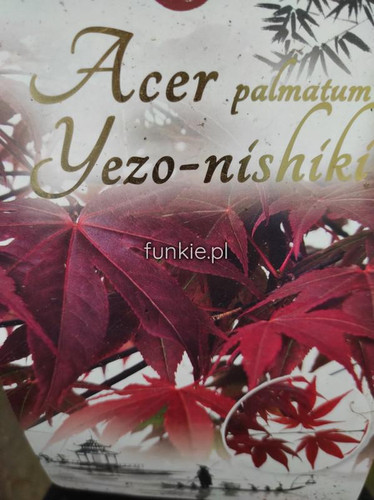 Klon palmowy (Acer palm.) Yezo-Nishiki c3 60-80 cm 1