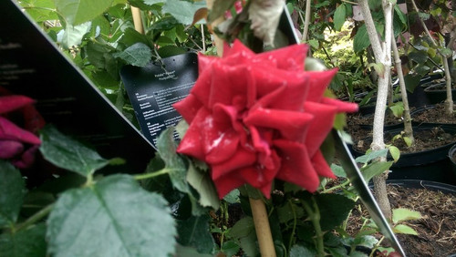 Róża rabatowa Potala ciemnoczerwona c4 30-40cm 1