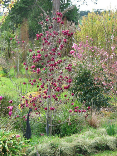Magnolia Genie - powtarza kwitnienie c5 100-130 cm 2