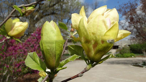 Magnolia Sunsation c5 90-120cm 2