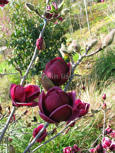 Magnolia Genie- powtarza kwitnienie sadzonka 130-160 cm c3 1