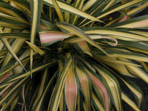 Juka (Yucca filamentosa) Colour Guard sadzonka 1