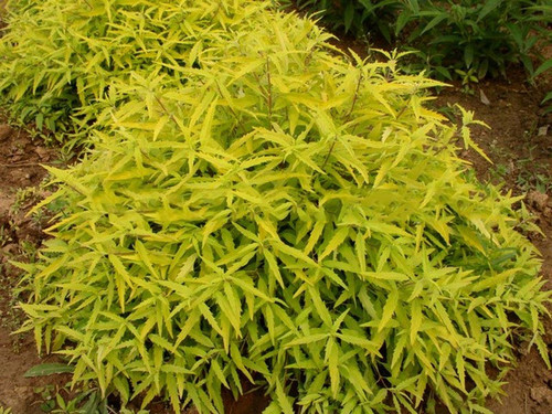 Barbula (Caryopteris clandonensis) Worcester Gold sadzonka 3