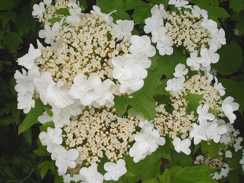 Kalina japońska (Viburnum plicatum) Watanabe sadzonka 20-30cm  2