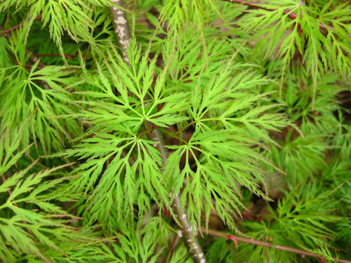 Klon palmowy (Acer palm.) Emerald Lace 40-60cm sadzonka 3