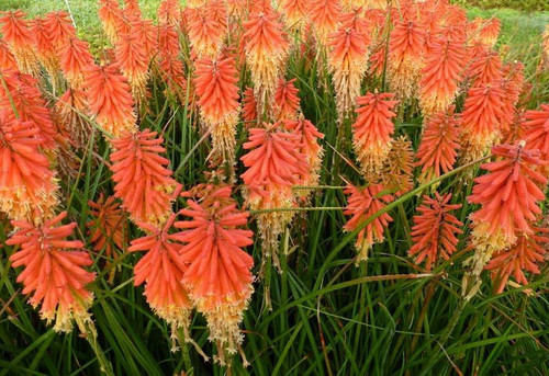 Trytoma (Kniphofia) Papaya Popsicle sadzonka