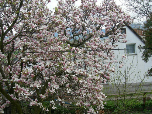 Magnolia pośrednia (Magnolia soulangeana) Amabilis c3 100-130cm 2