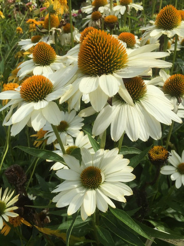 Jeżówka purpurowa (Echinacea) Innocent Meadow Mama sadzonka 1