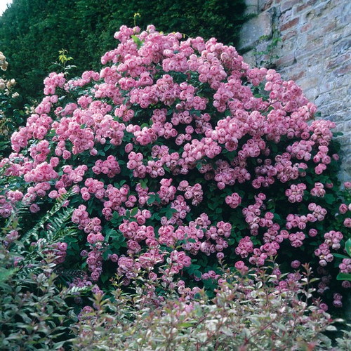 Róża pnąca Raubritter jasnoróżowa c2 90-120cm 3