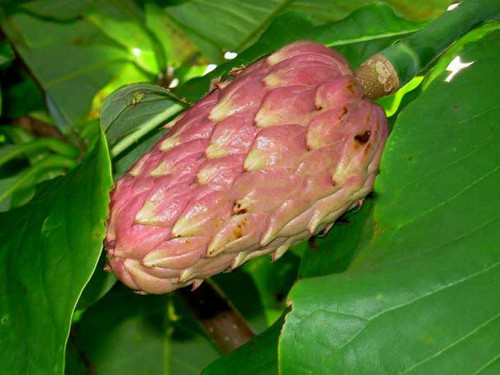 Magnolia parasolowata (Magnolia tripetala) sadzonka 5