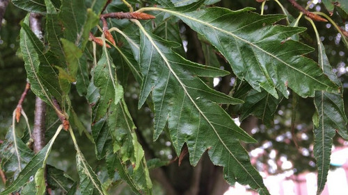 Buk czerwonolistny (Fagus sylvatica) Asplenifolia c4 70-100cm 2