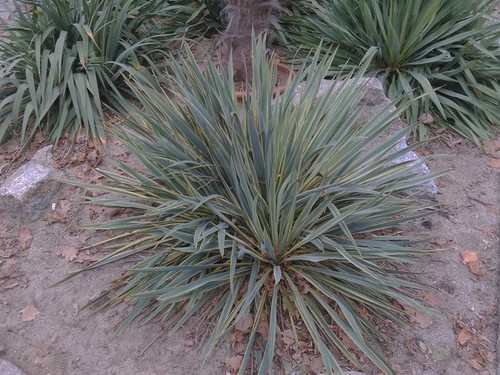 Juka (Yucca filamentosa) Bright  Edge sadzonka 2