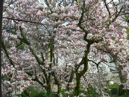 Magnolia pośrednia (Magnolia soulangeana) Amabilis c3 100-130cm 1