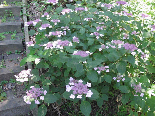 Hortensja ogrodowa (Hydrangea) Twist and Shout - Endless Summer sadzonka 6