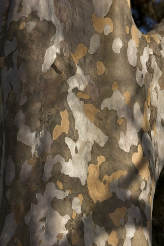Stewarcja kameliowata (Stewartia pseudocamelia) c7,5 100-130cm 7