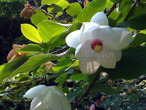 Magnolia Siebolda c5 230-260cm - tylko odbiór osobisty! 4