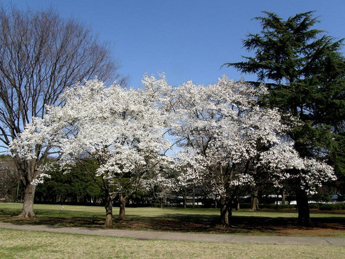 Magnolia japońska (Magnolia kobus) c4 50-70cm 5