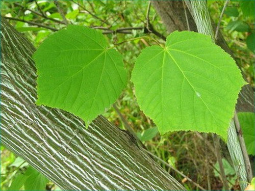 Klon zielonokory (Acer tegmentosum) c3 60-90cm 6