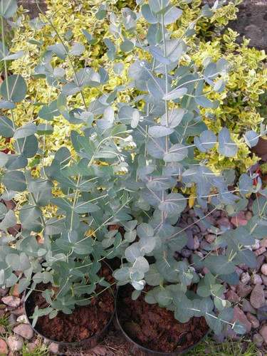 Eukaliptus niebieski (Eukaliptus gunnii) sadzonka 80-100cm 7