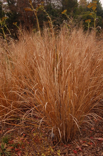 Proso rózgowate (Panicum virgatum) Northwind sadzonka 6