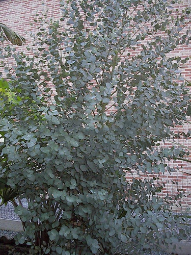 Eukaliptus niebieski (Eukaliptus gunnii) sadzonka 80-100cm 5