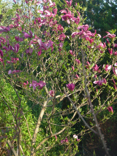 Magnolia Susan - kwitnie dwa razy w roku c2 80-110cm 3