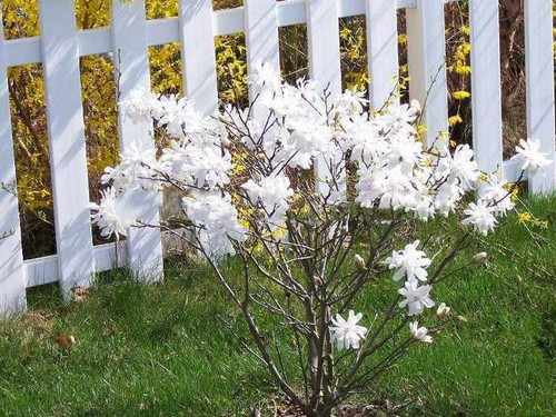 Magnolia gwiaździsta (Magnolia stellata) Royal Star  c7,5 100-120cm 4