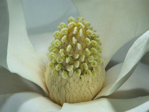 Magnolia parasolowata (Magnolia tripetala) sadzonka 3
