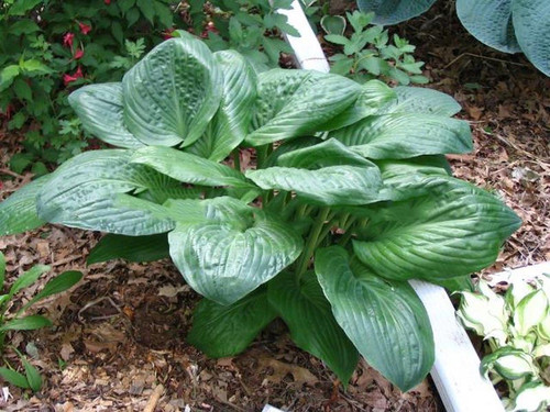 Funkia (Hosta) Potomac Pride sadzonka