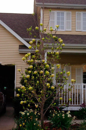 Magnolia Sunsation c5 90-120cm 8