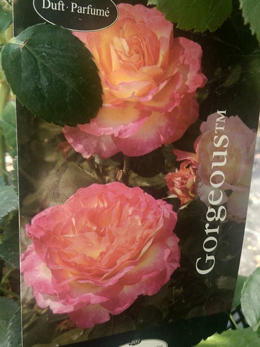 Róża herbaciana wielokwiatowa Gorgeous c4 60-70cm 7